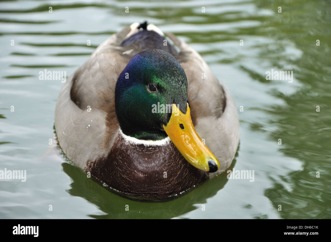 he-duck swimming on the water Stock Photo