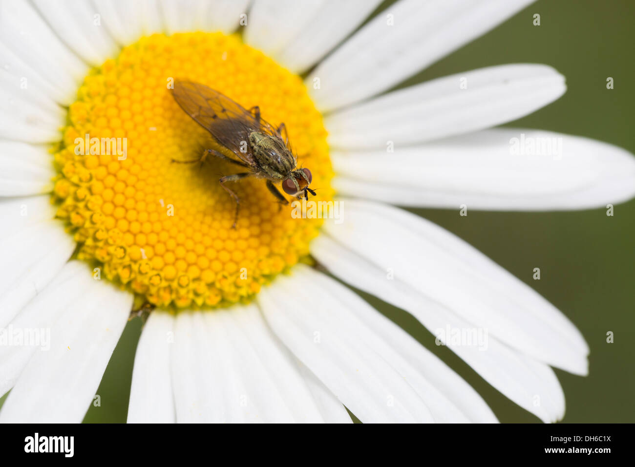 Yellow Dung-fly - Scathophaga stercoraria Stock Photo