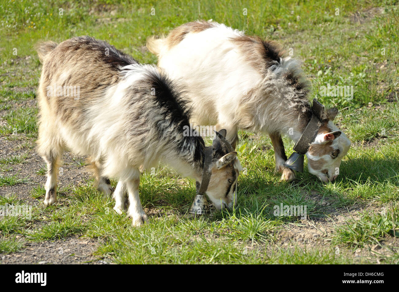 two white and brown goatling with a bells on the necks feeding Stock Photo