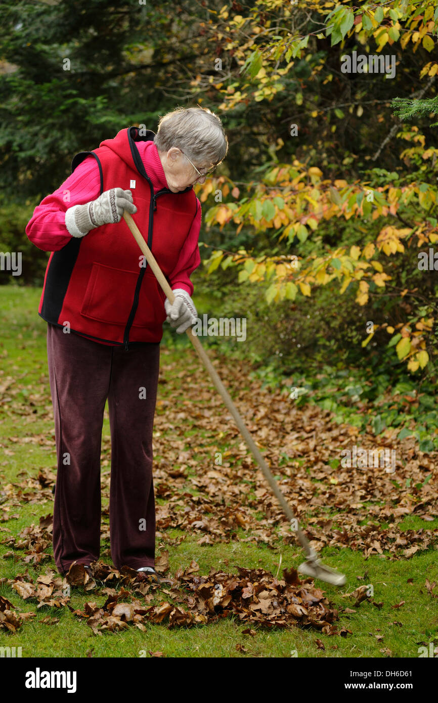 Elderly senior citizen raking leaves in backyard in late autumn
