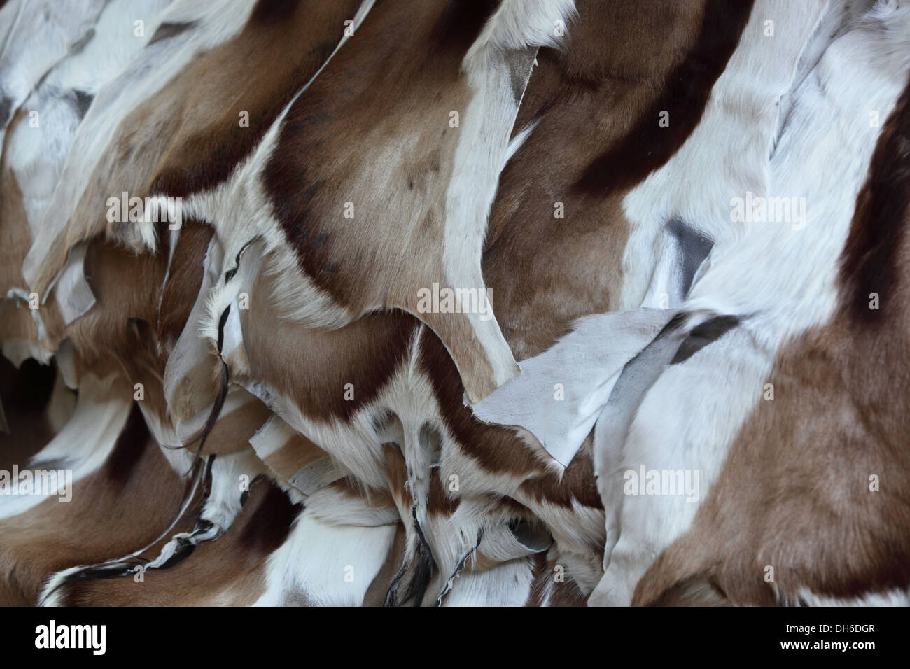 Poaching skins hi-res stock photography and images - Alamy