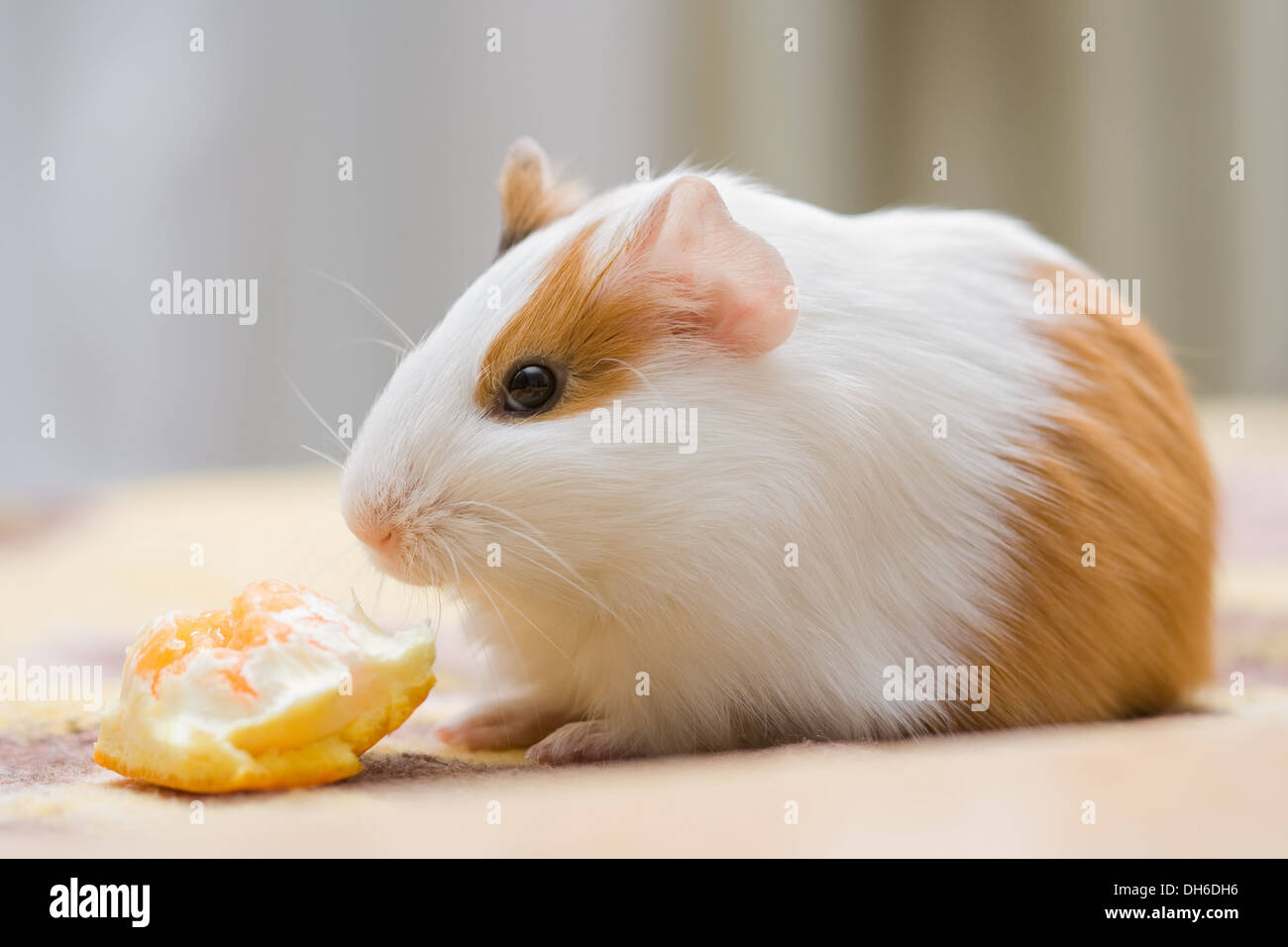 Cute guinea pig sitting and eating orange Stock Photo Alamy