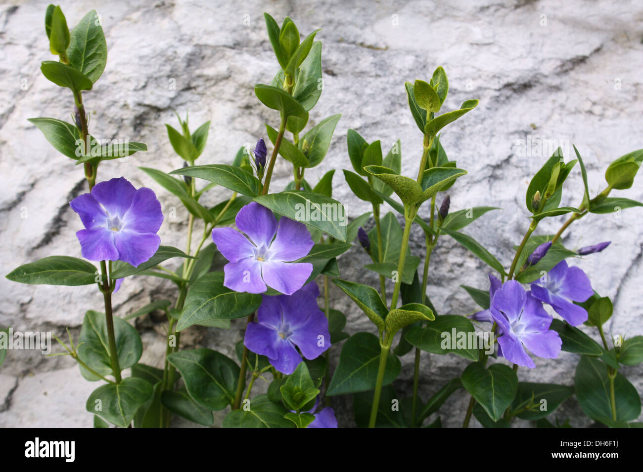 Colorful fresh and bright flowering plant in garden Stock Photo - Alamy