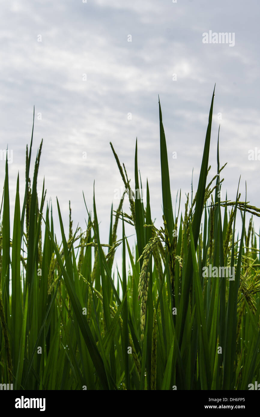 Low angle view of rice field hi-res stock photography and images - Alamy