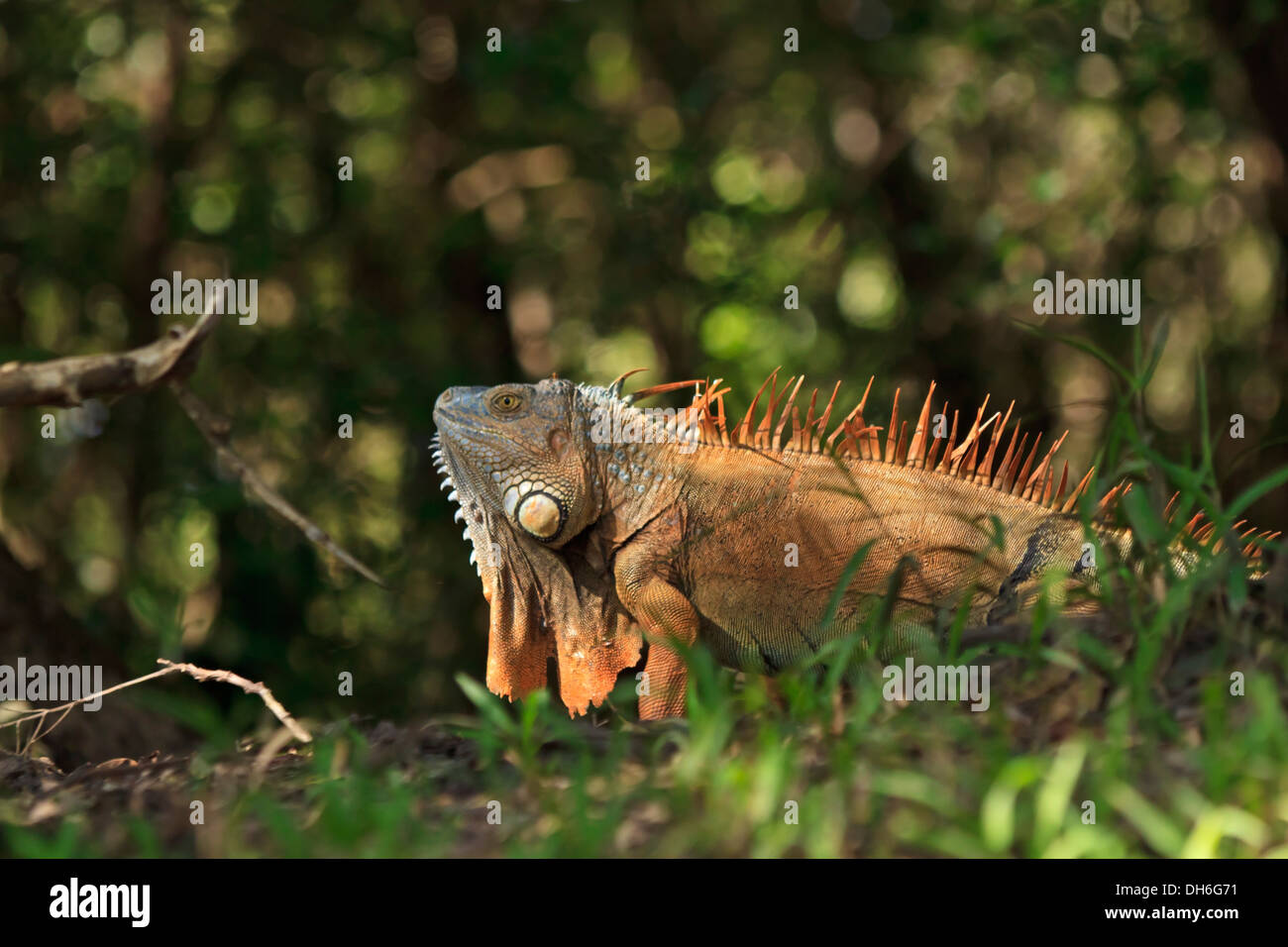 An orange-colored male Green Iguana crawls through the grass by the River Tempisque in Palo Verde National Park in Costa Rica Stock Photo