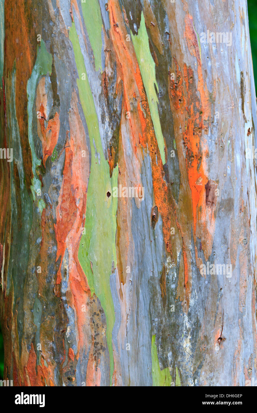 The multicolored bark of a Eucalyptus tree looks like an abstract