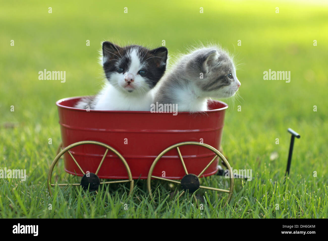 Cute Little Kittens Outdoors in Natural Light Stock Photo - Alamy