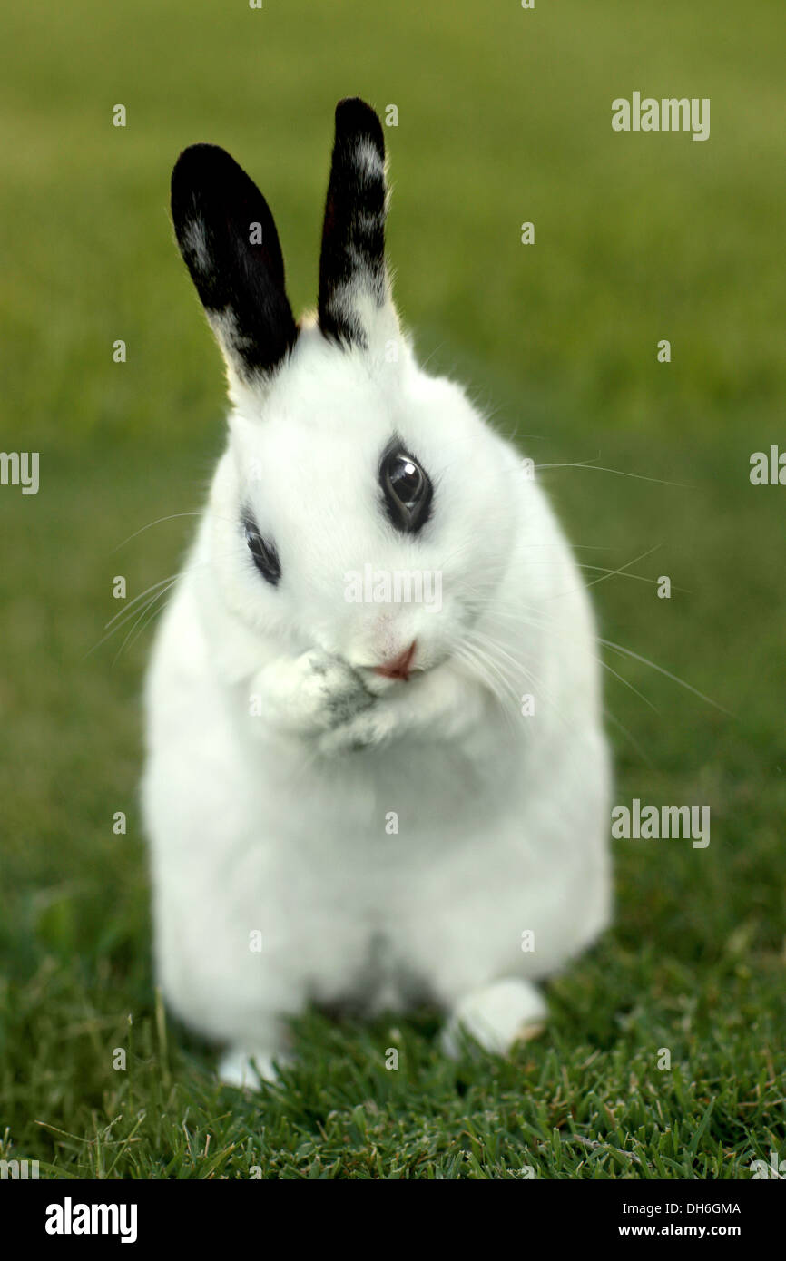 Adorable White Bunny Rabbit Outdoors in Grass Stock Photo - Alamy