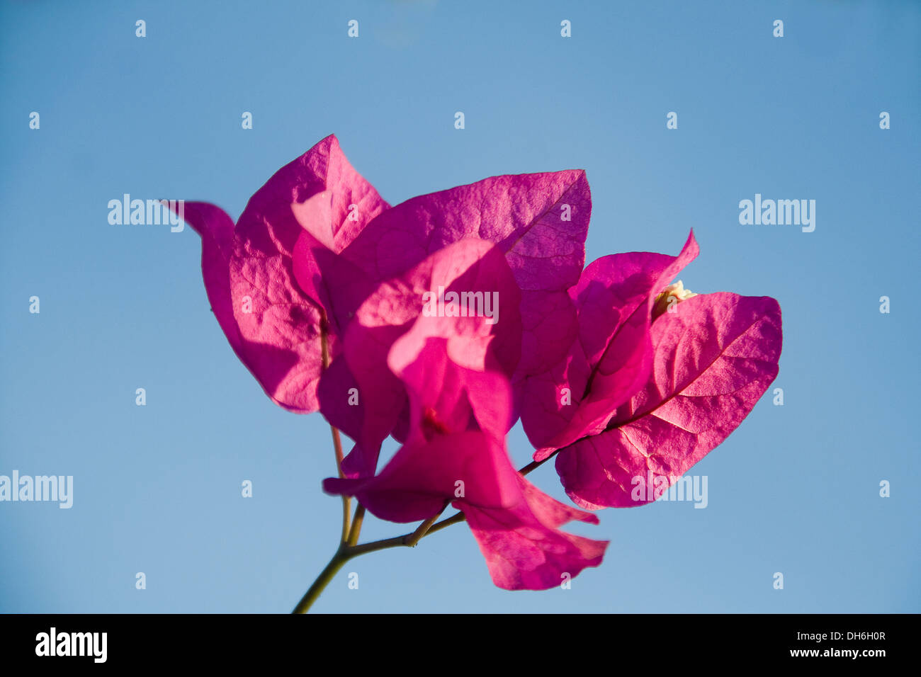 Bunch of red bougainvillea isolated on blue sky Stock Photo