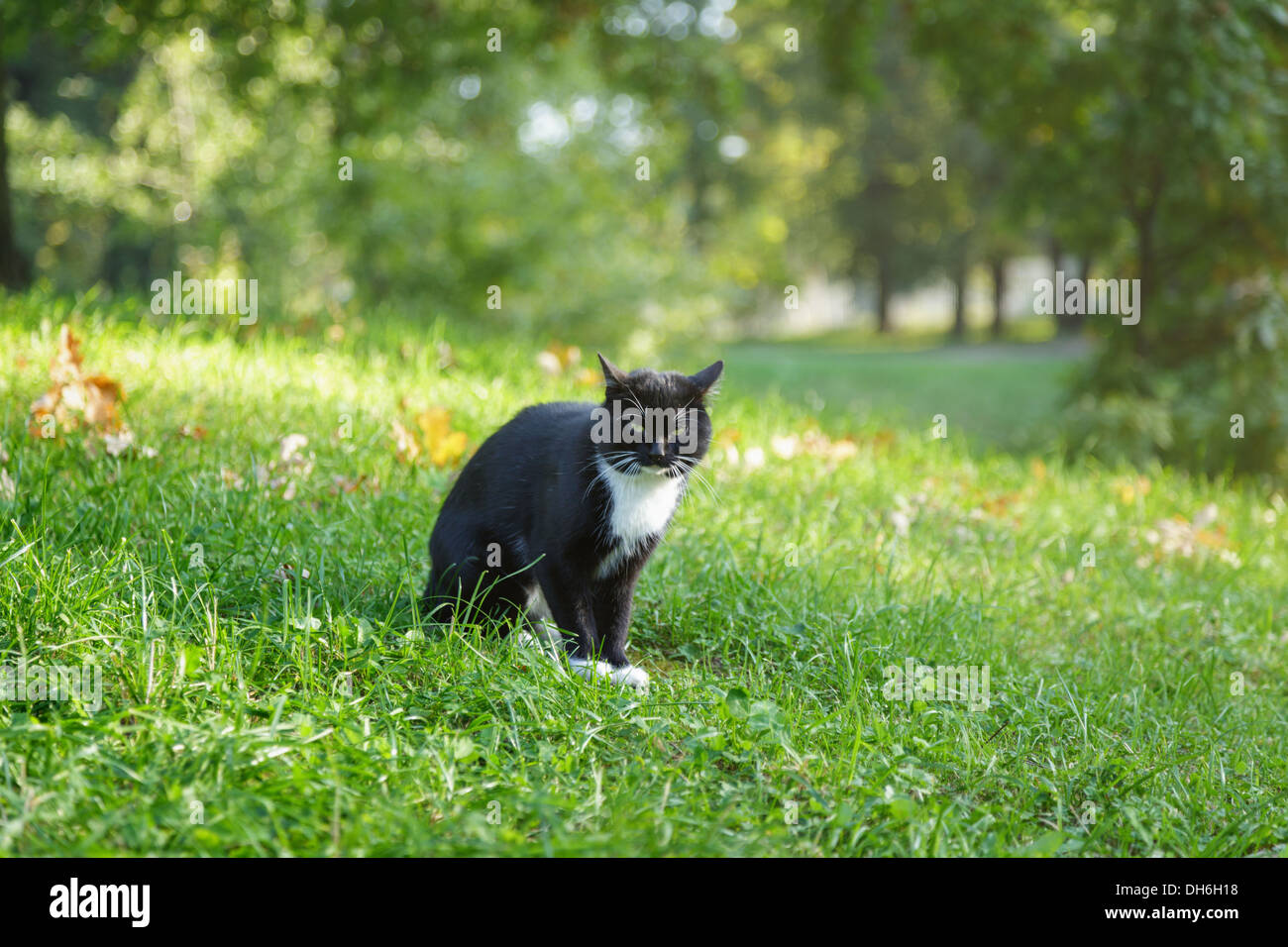 black and white cat sitting on grass, outdoor Stock Photo - Alamy
