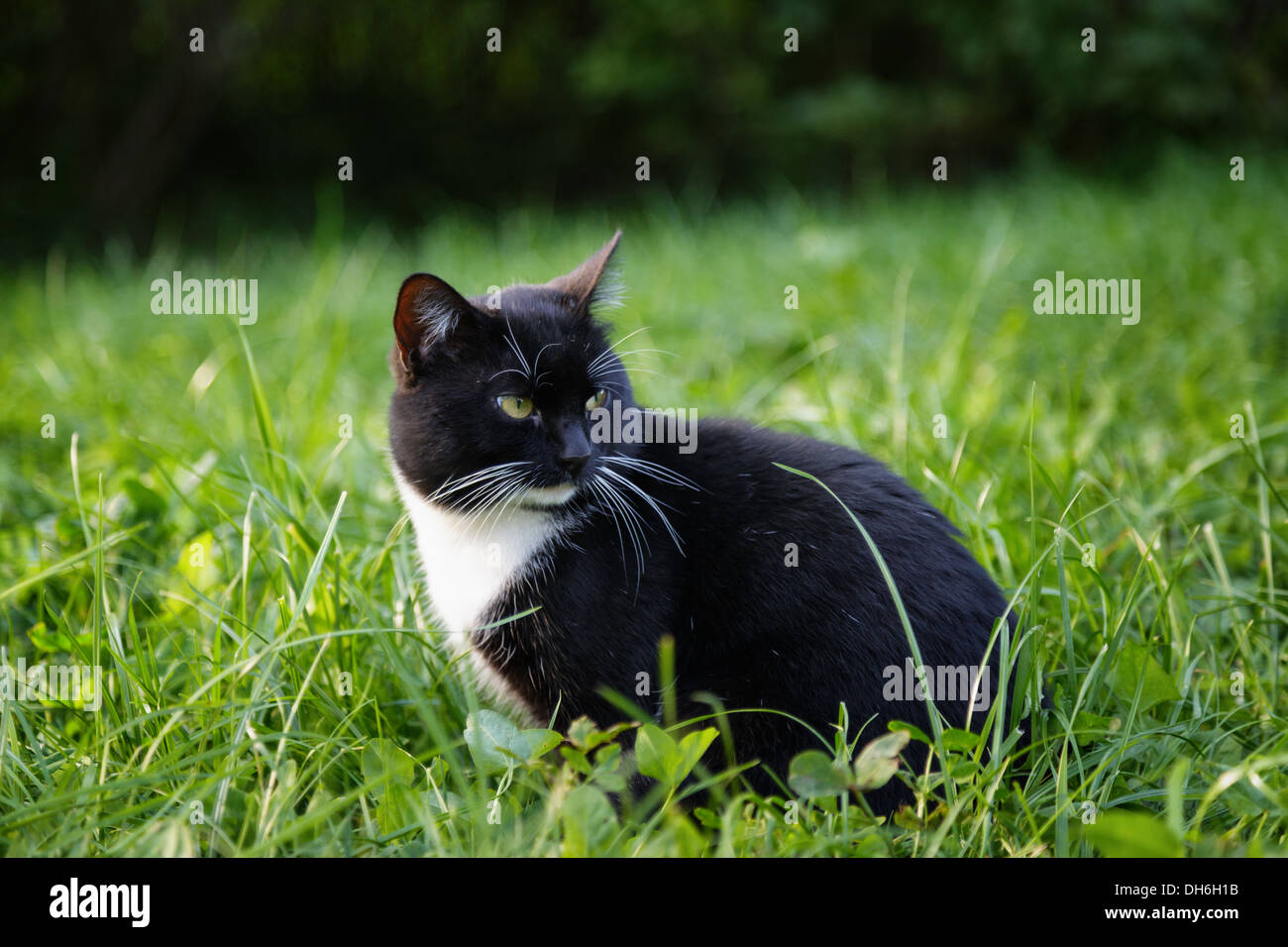 black and white cat sitting on grass, outdoor Stock Photo - Alamy