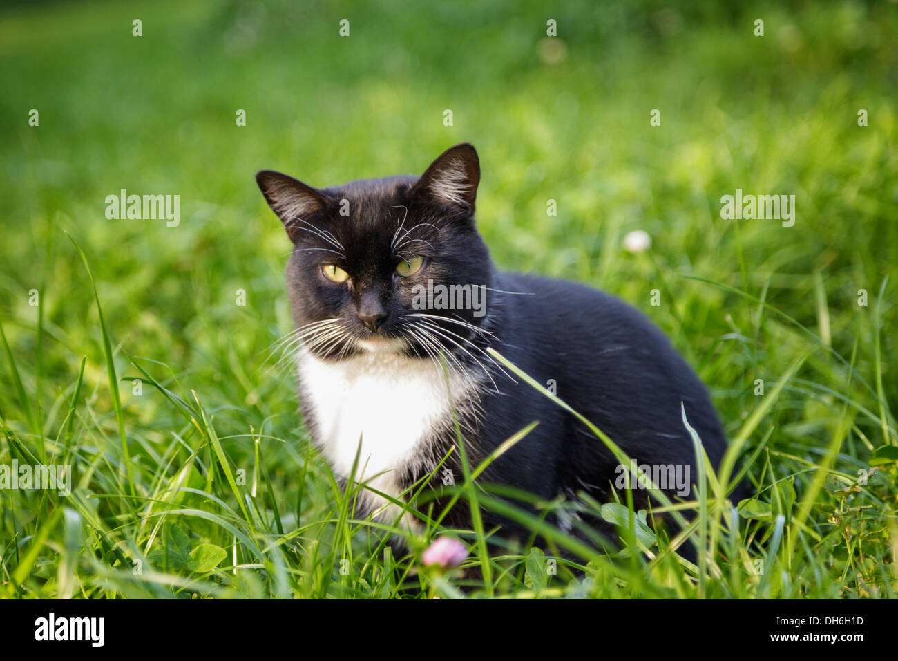 Black cat on grass hi-res stock photography and images - Alamy