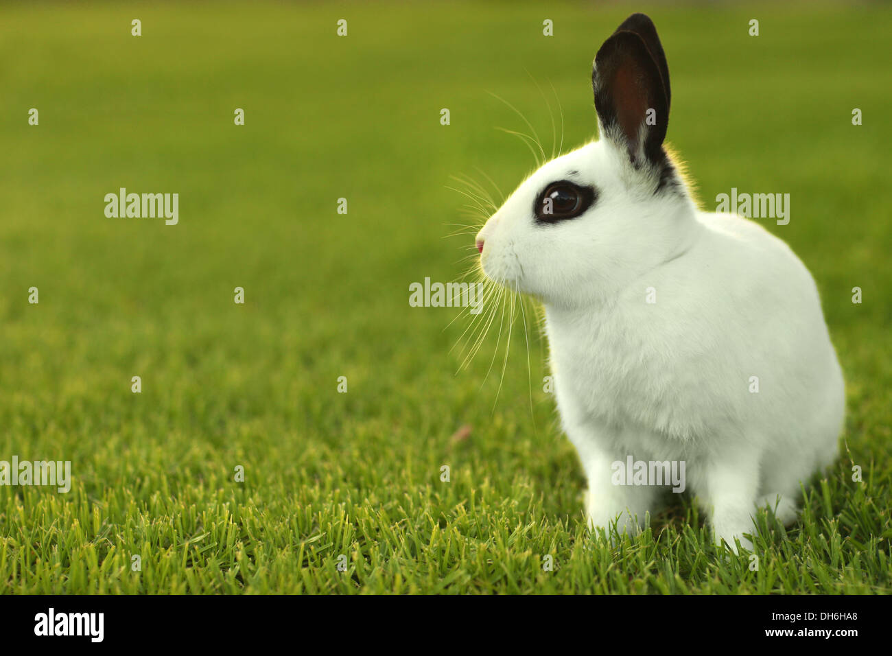 Adorable White Bunny Rabbit Outdoors in Grass Stock Photo - Alamy