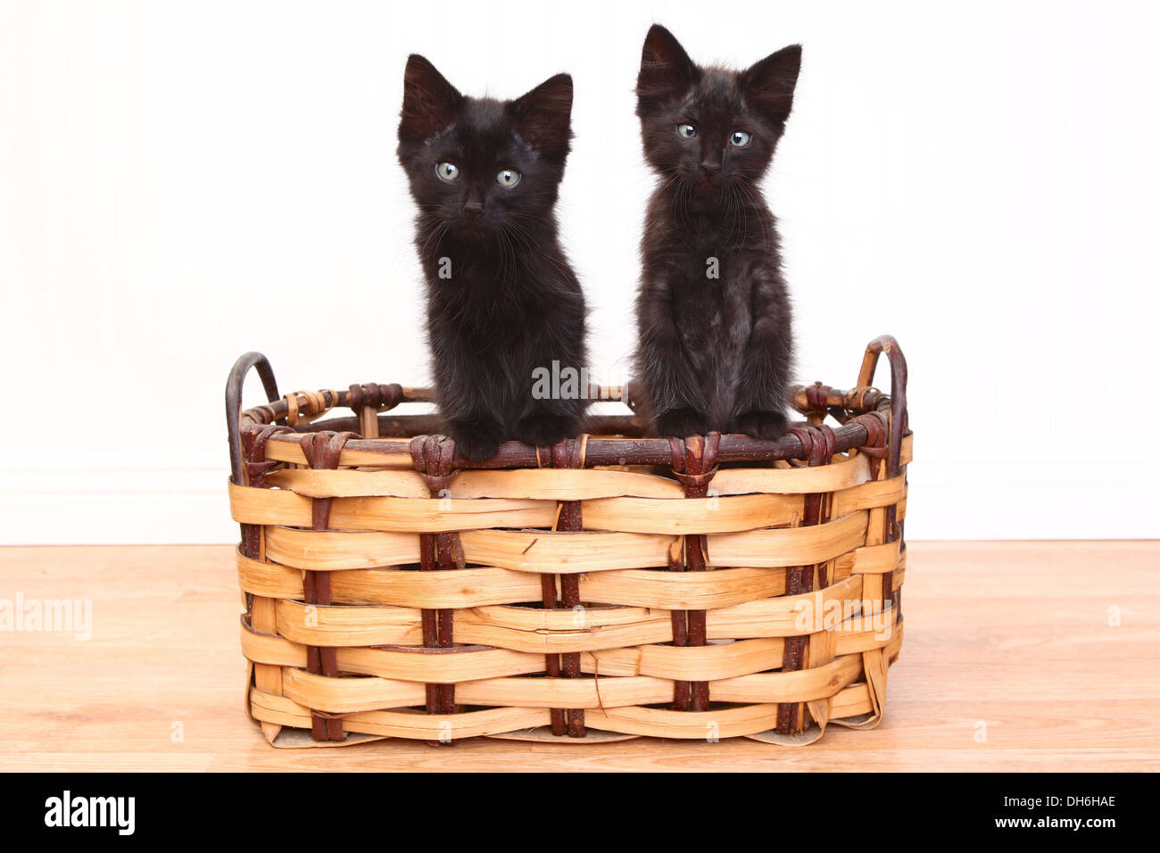 Kittens Inside Adorable Kittens Inside a Basket on White Stock Photo - Alamy