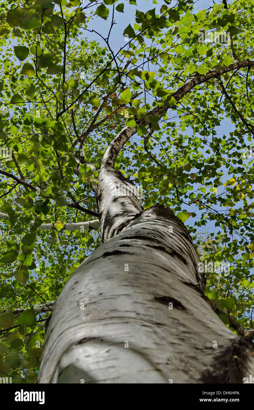 Tall birch tree at low angel view Stock Photo