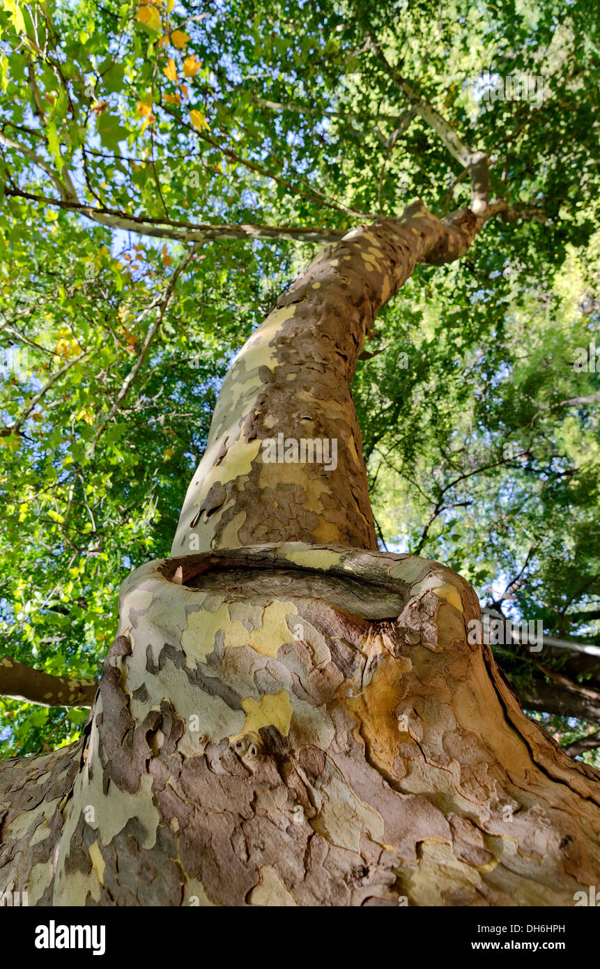 Tall sycamore tree at low angel view Stock Photo