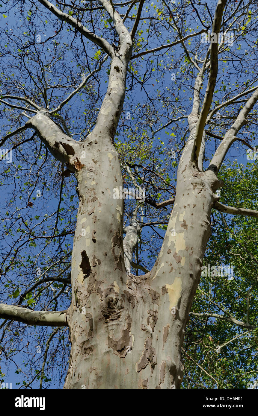 Tall sycamore tree at low angel view Stock Photo