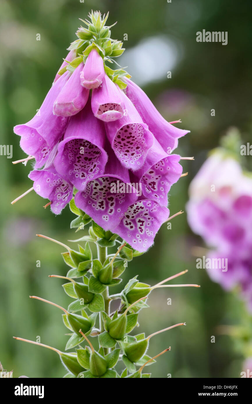Poisonous foxglove hi-res stock photography and images - Alamy
