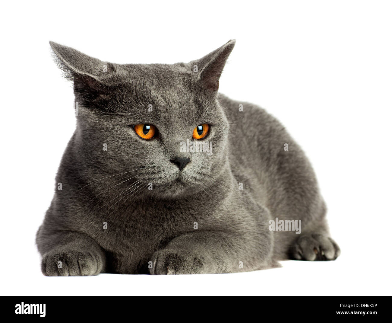 Beautiful Domestic Gray Or Blue British Short Hair Cat With Yellow