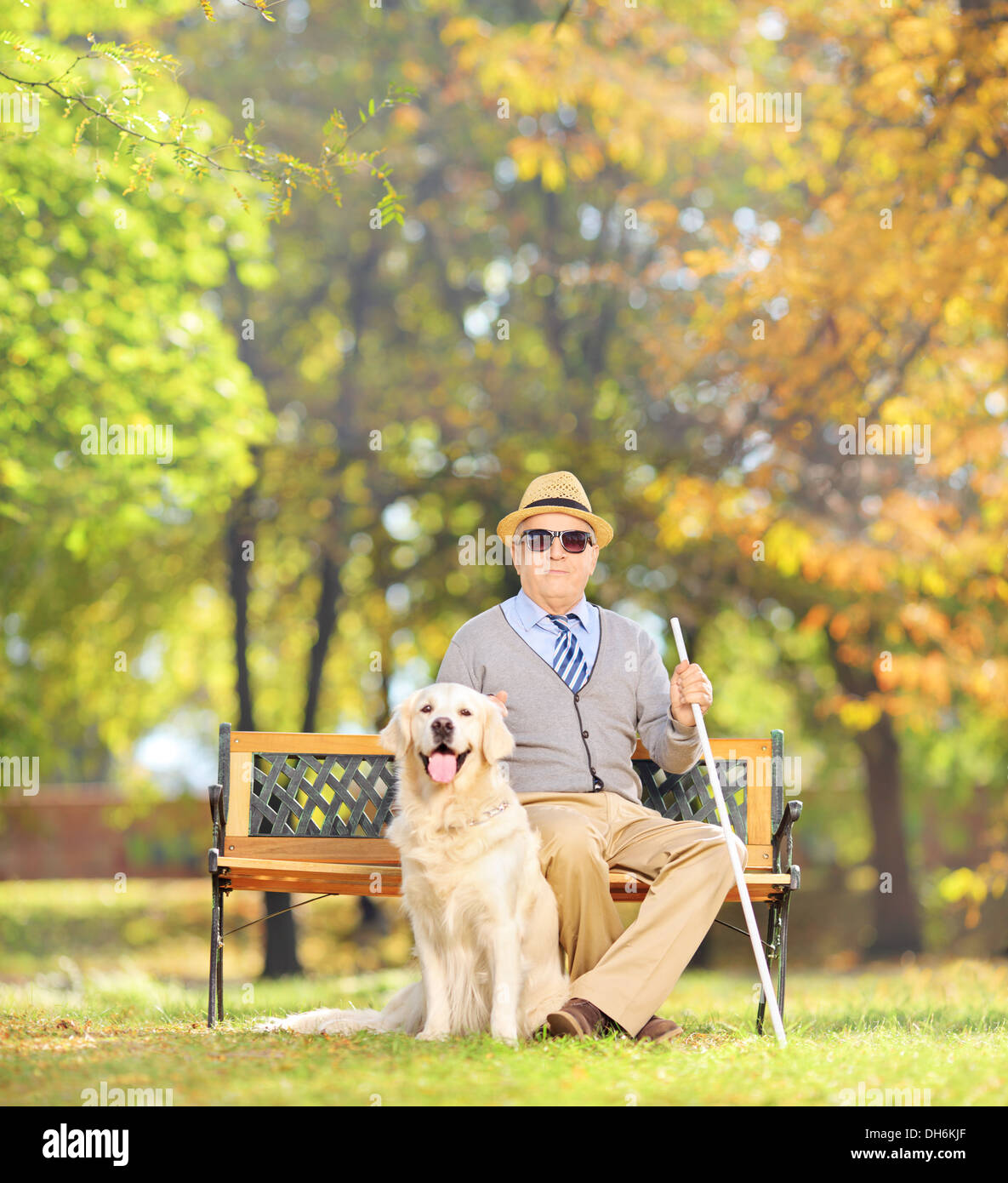 Senior blind gentleman sitting on a wooden bench with his labrador retriever dog, in a park Stock Photo
