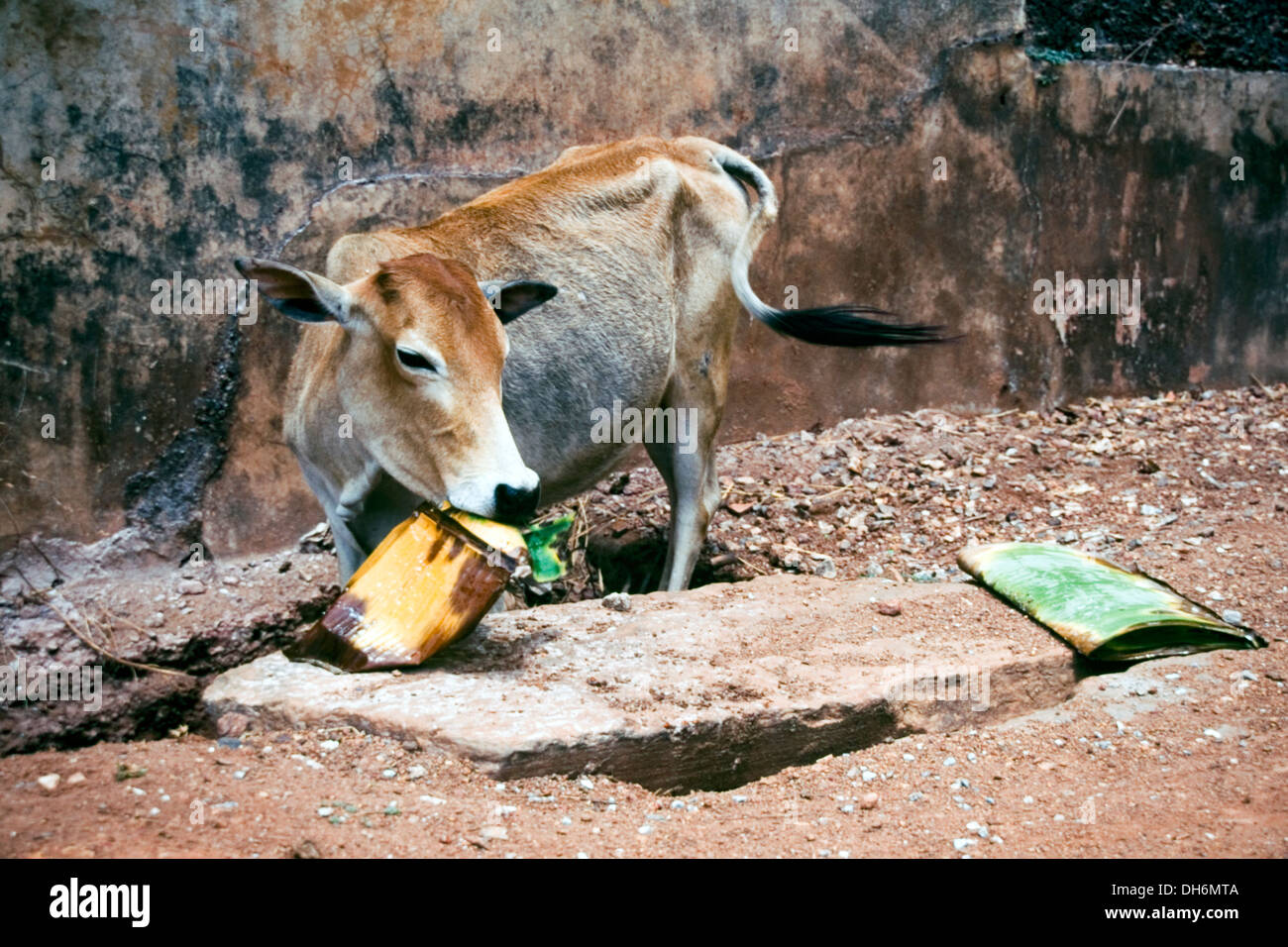 cow scavenging for food in an indian street Stock Photo - Alamy