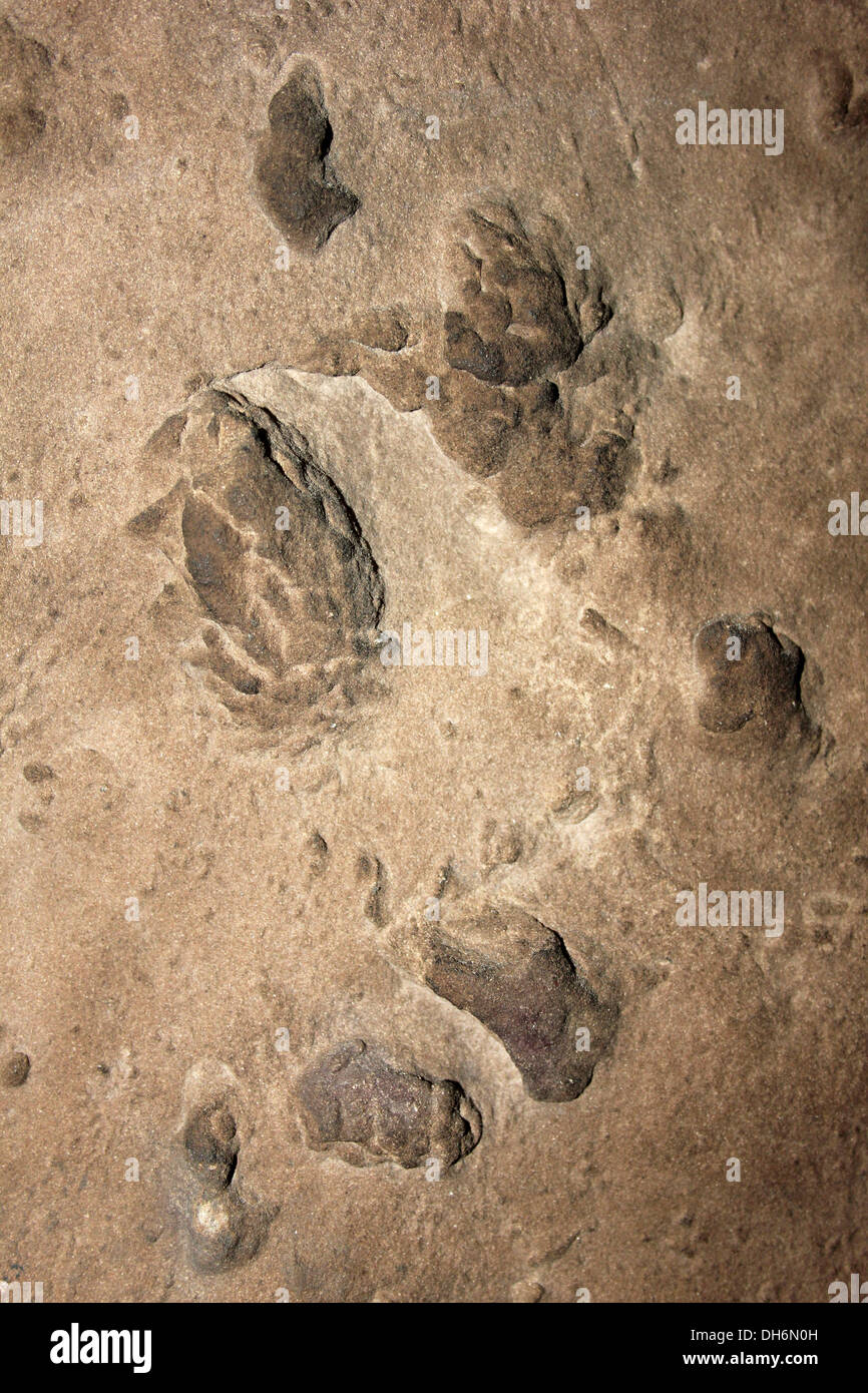 Footprints Of Crocodile-like Diapsid Reptile And Small Herbivorous Diapsid Reptile Chirotherium sp. and Rhynchosaurus spp. Stock Photo