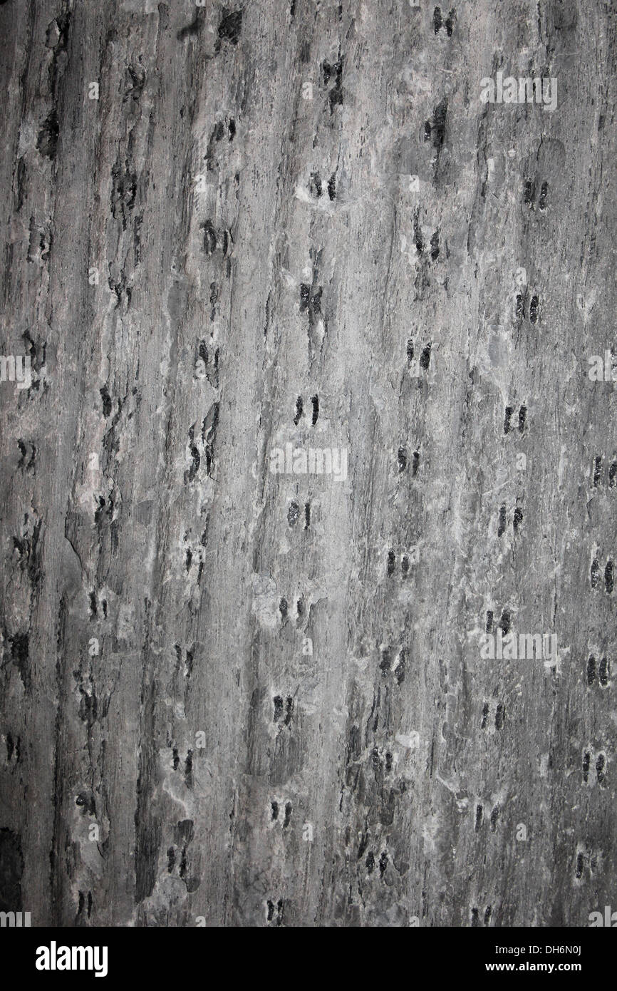 Bark Of Small Lycopsid Tree Sigillaria tessellata - Carboniferous, Merthyr Tydfil, Wales Stock Photo