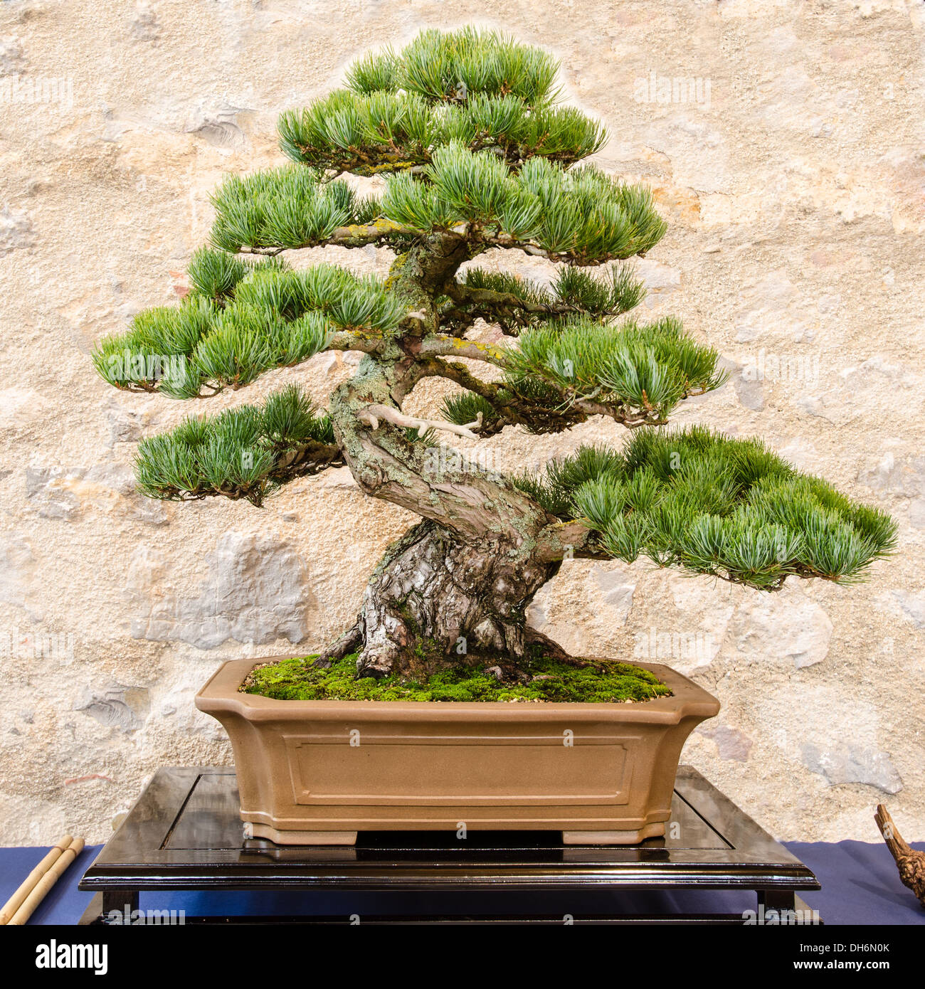 Japanese five needle pine (Pinus parvifolia) as bonsai tree in a pot Stock Photo