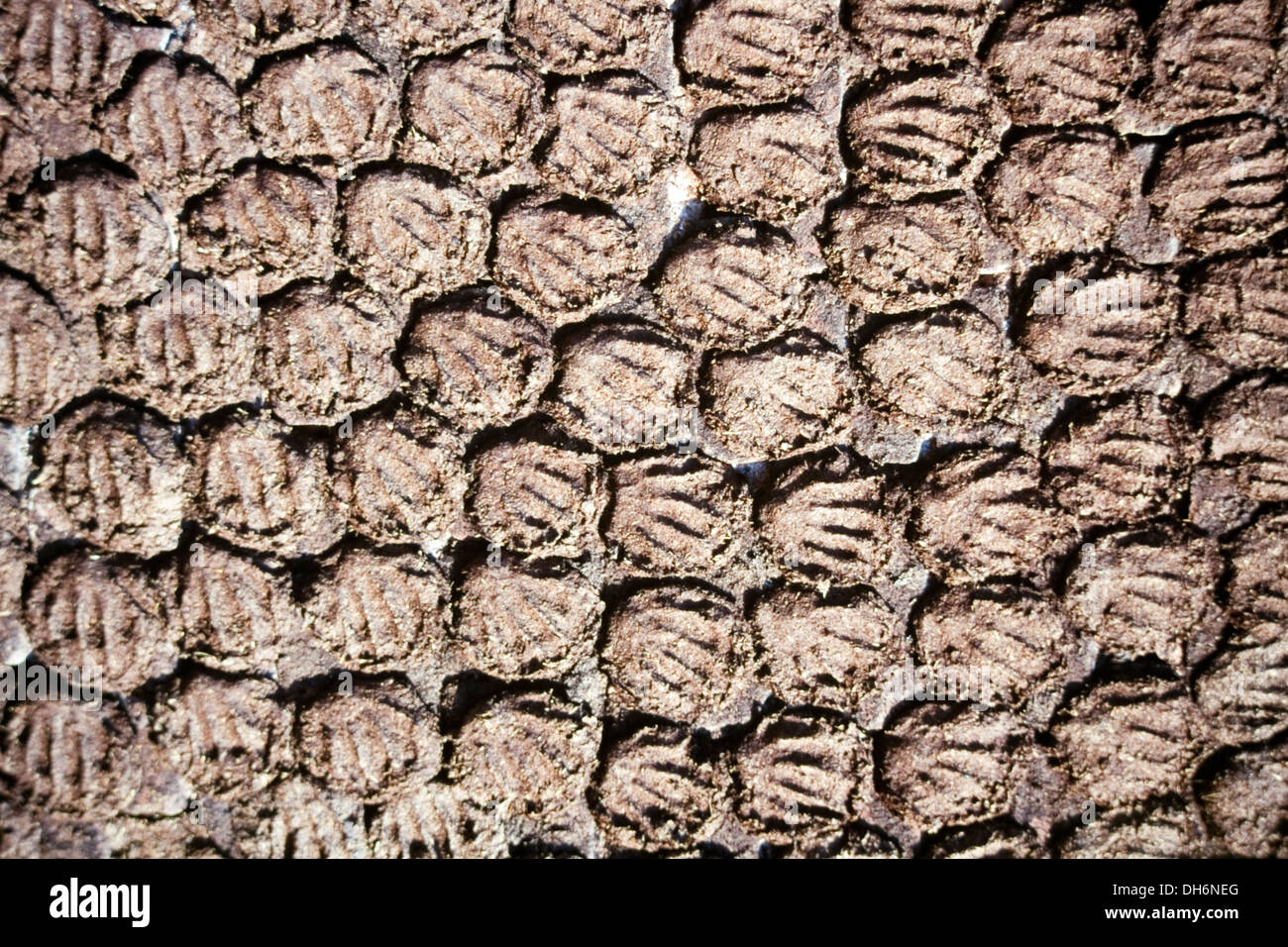 Dung fuel fire india hi-res stock photography and images - Alamy