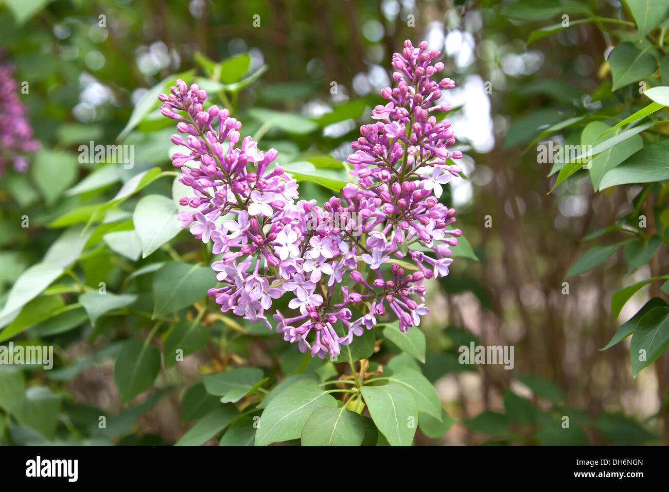 lilac tree starting flowering in garden - spring Stock Photo