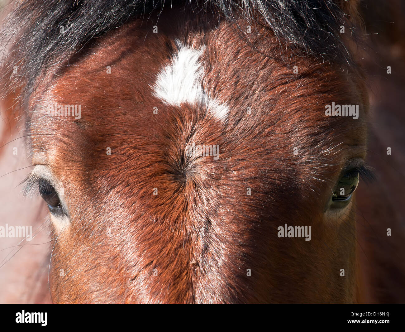 horse head and two beautiful eyes Stock Photo
