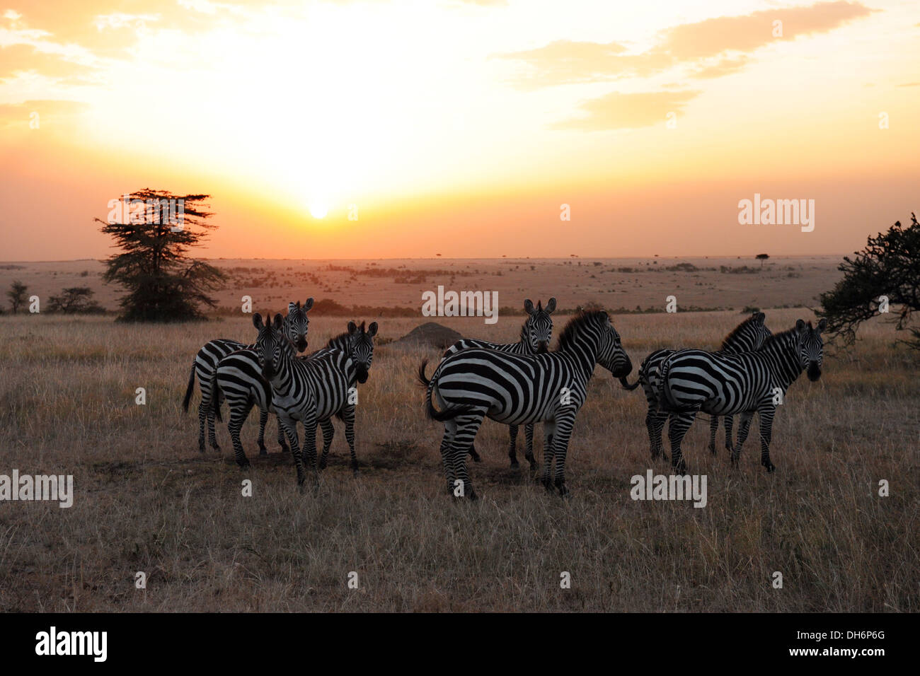 Masai mara safari hi-res stock photography and images - Alamy