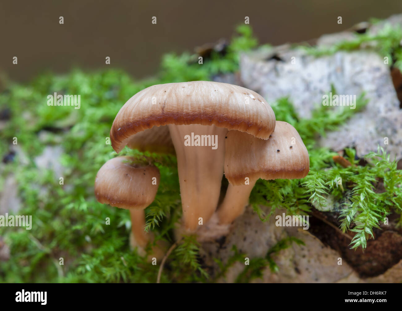 Autumn mushrooms in Finland Stock Photo