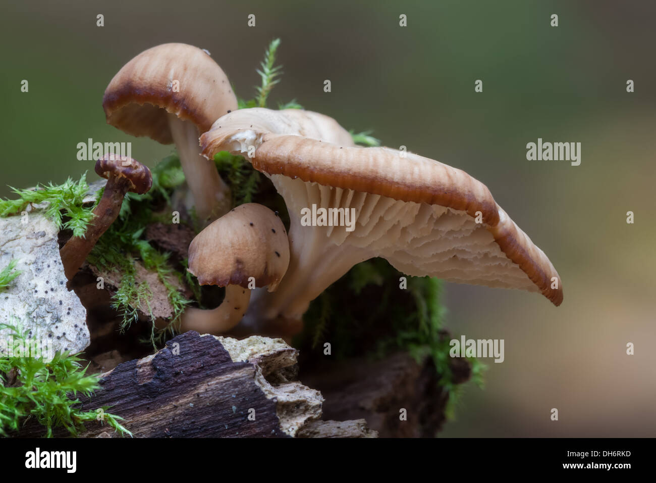 Autumn mushrooms in Finland Stock Photo