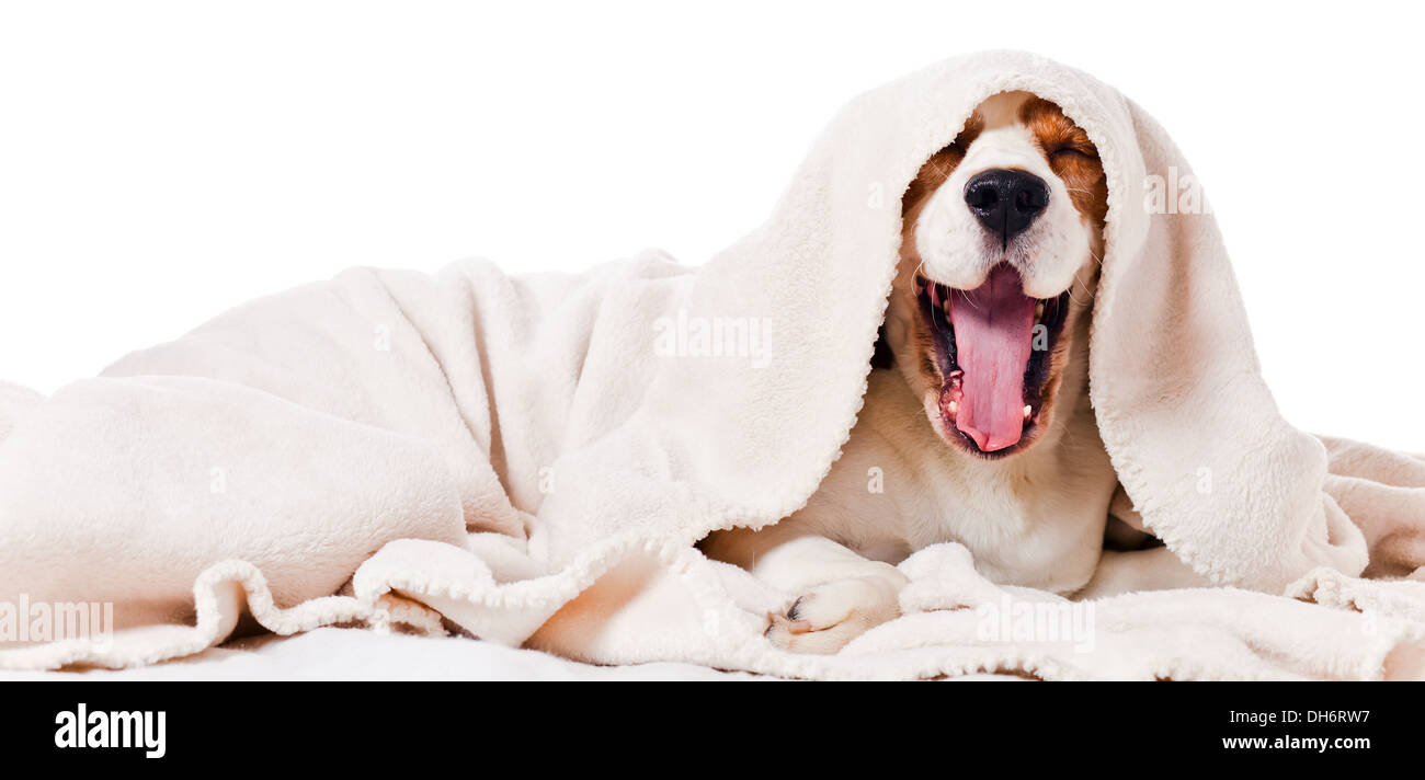 yawning dog under a blanket, isolated on white Stock Photo Alamy