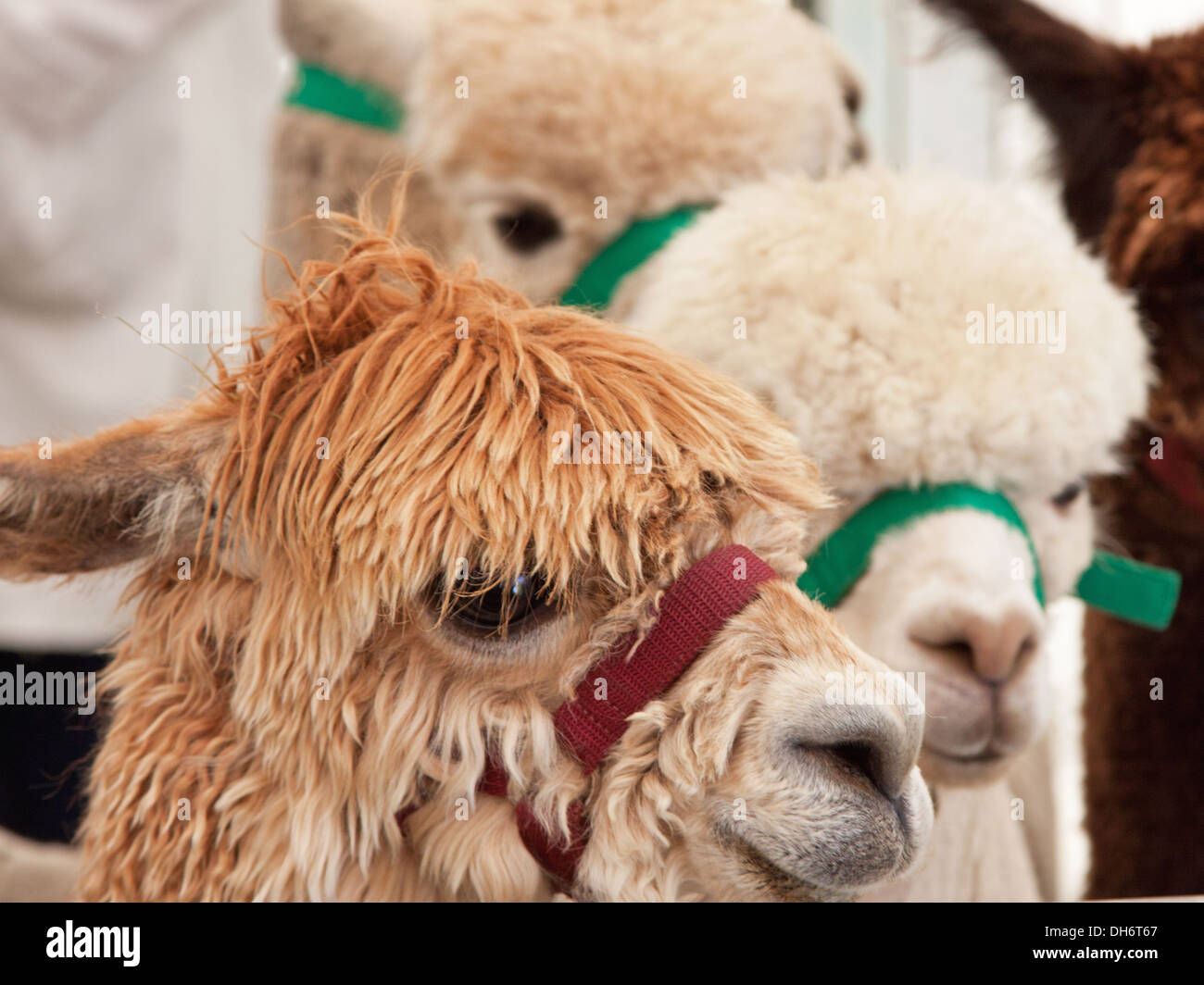 Alpaca (Vicugna pacos) at a country fair in Devon. The popularity of the animal in the UK has risen dramatically in recent years Stock Photo