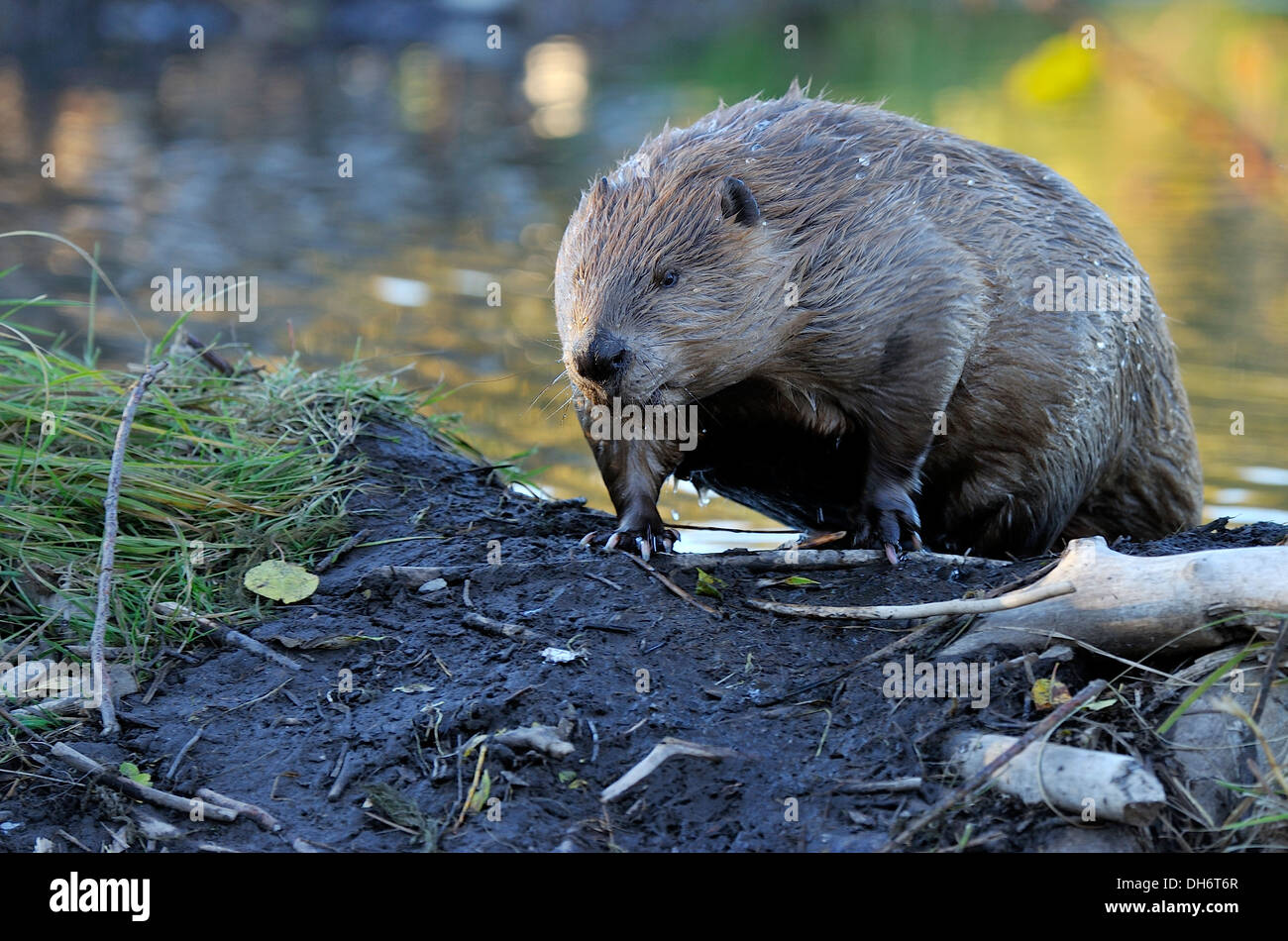 Beaver Castor Canadenis Habitat Stock Photos & Beaver Castor Canadenis ...