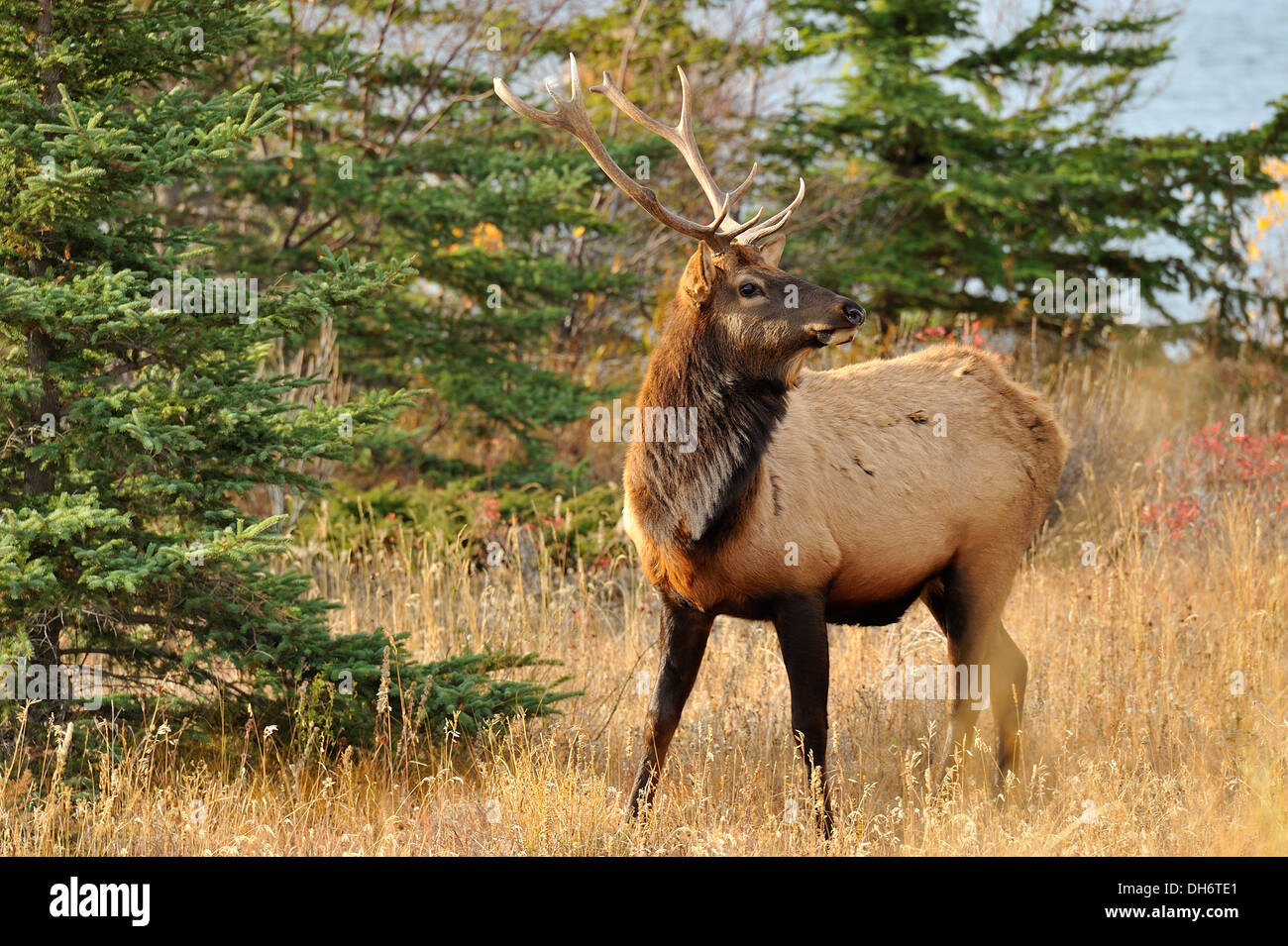 A bull elk  foraging for food in Jasper National Park, Alberta Canada. Stock Photo