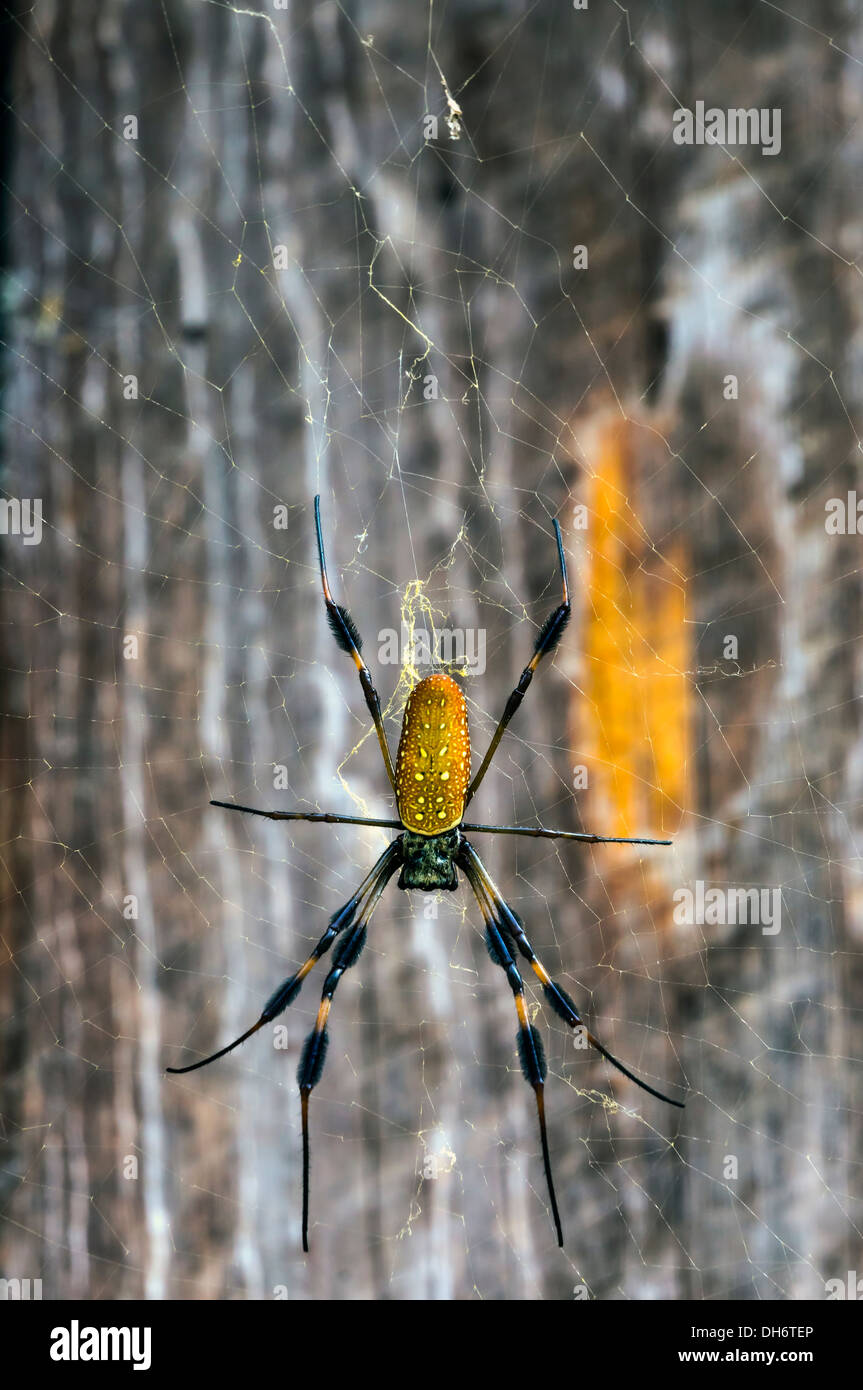 Golden Silk Orb Weaver Or Banana Spider On Web Newberry Florida Usa Stock Photo Alamy