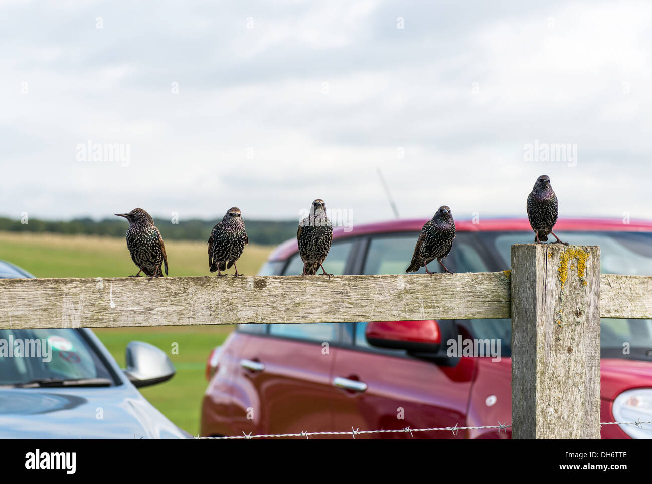 Amesbury, Wiltshire, England. 5 starlings are perched on a fence. Stock Photo