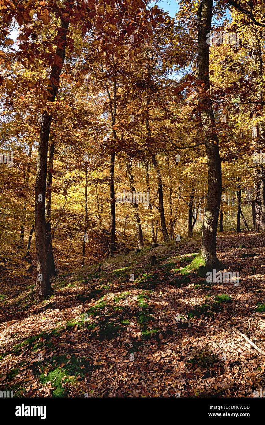 The old Oak forest in falls morning Stock Photo