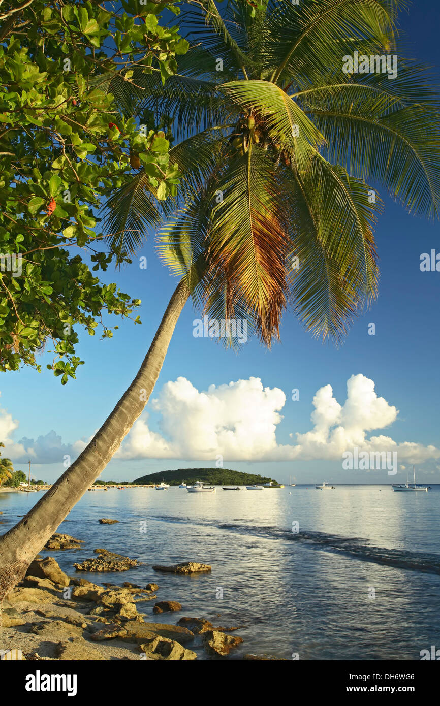 Palm tree, uva playera/beach grape tree (Coccoloba uvifera) and boats along waterfront, Esperanza, Vieques, Puerto Rico Stock Photo