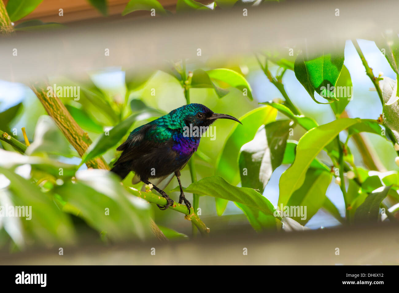 Palestine sunbird outside the window sitting in foliage of citrus tree Stock Photo