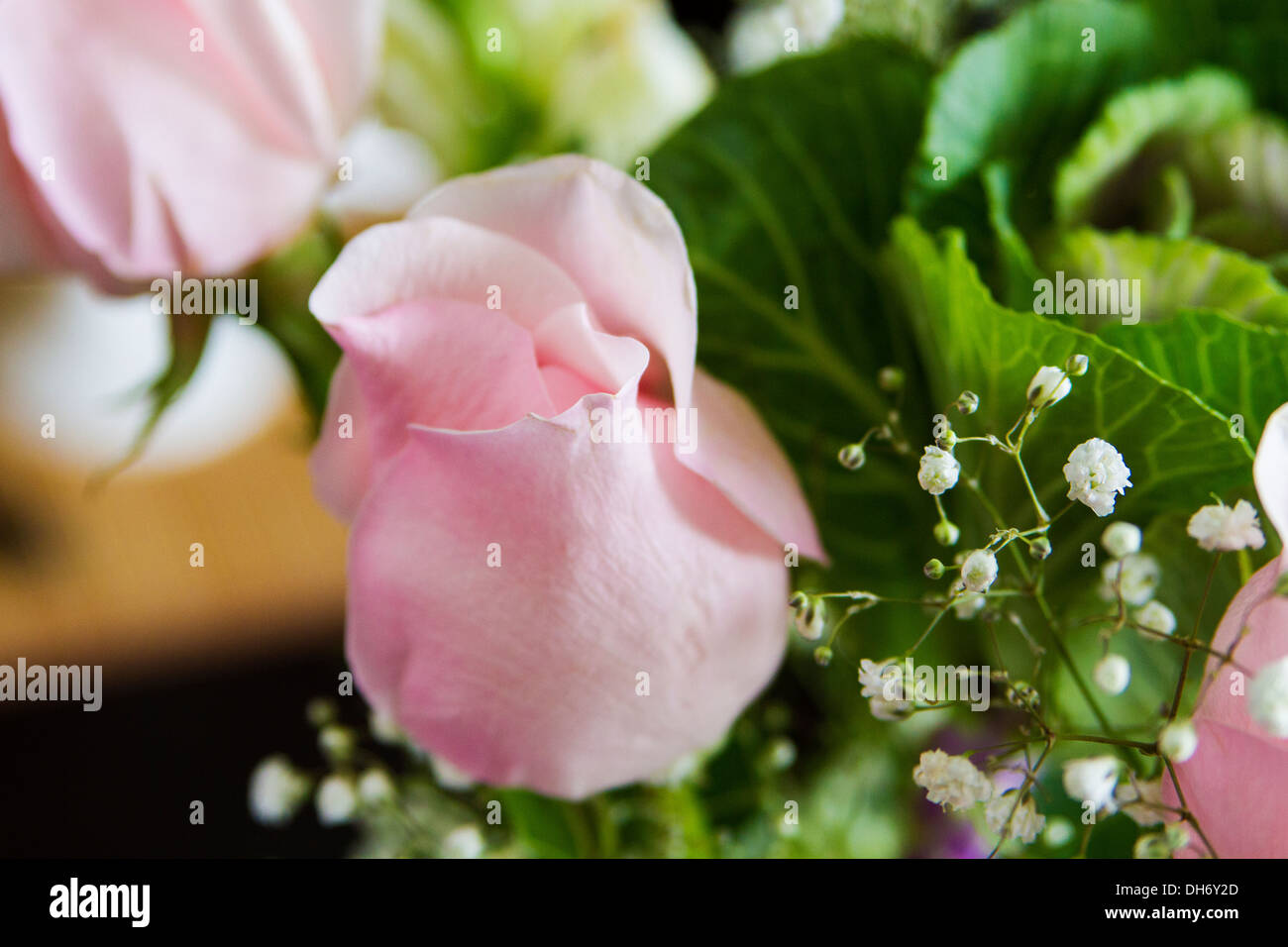 Cabbage roses hires stock photography and images Alamy