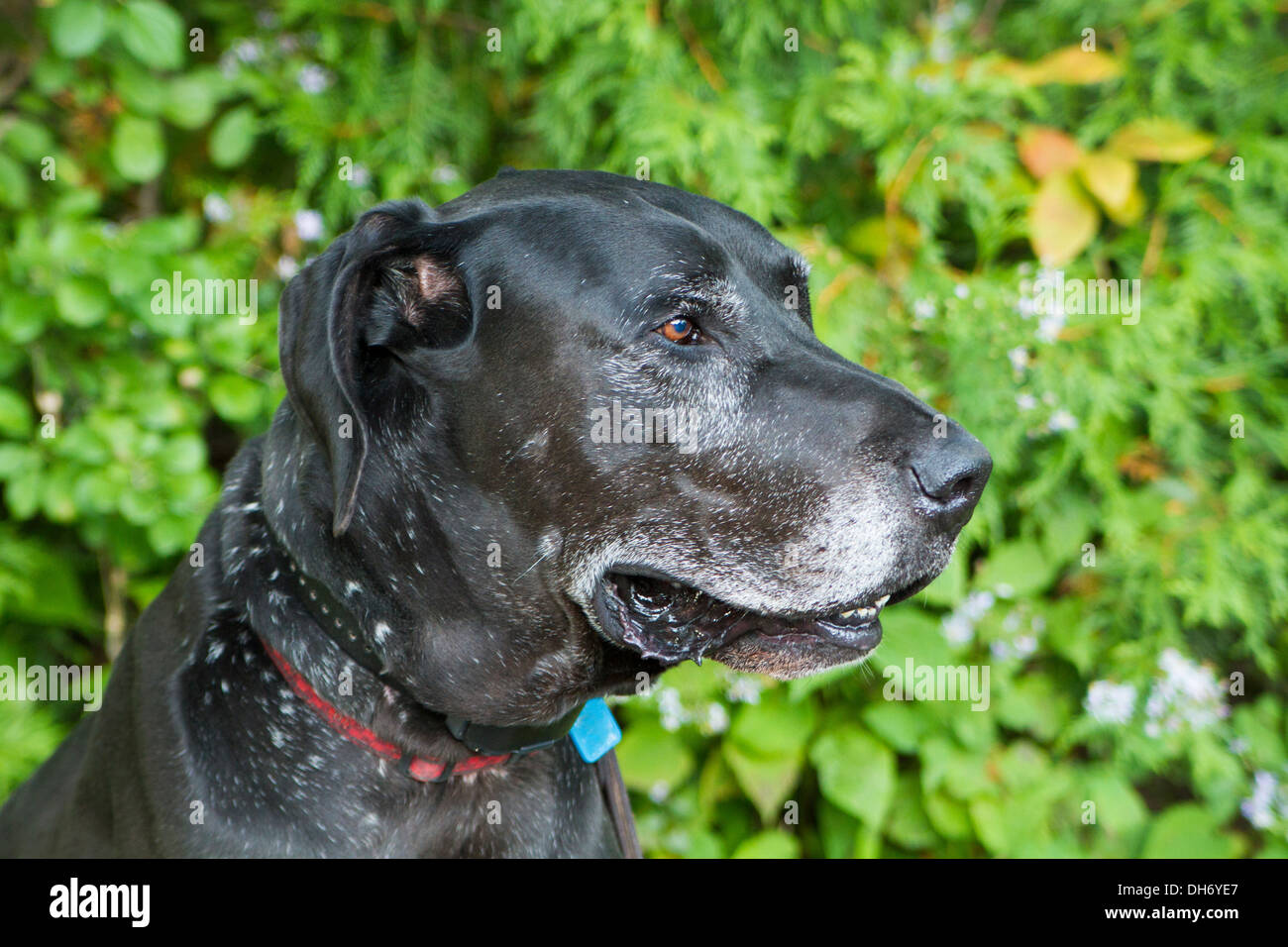 Portrait of a black Great Dane in spring Stock Photo