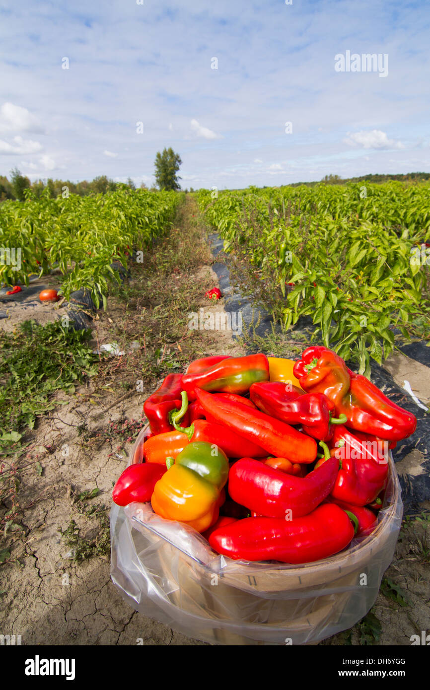 Delicious and fresh pepper in a field Stock Photo