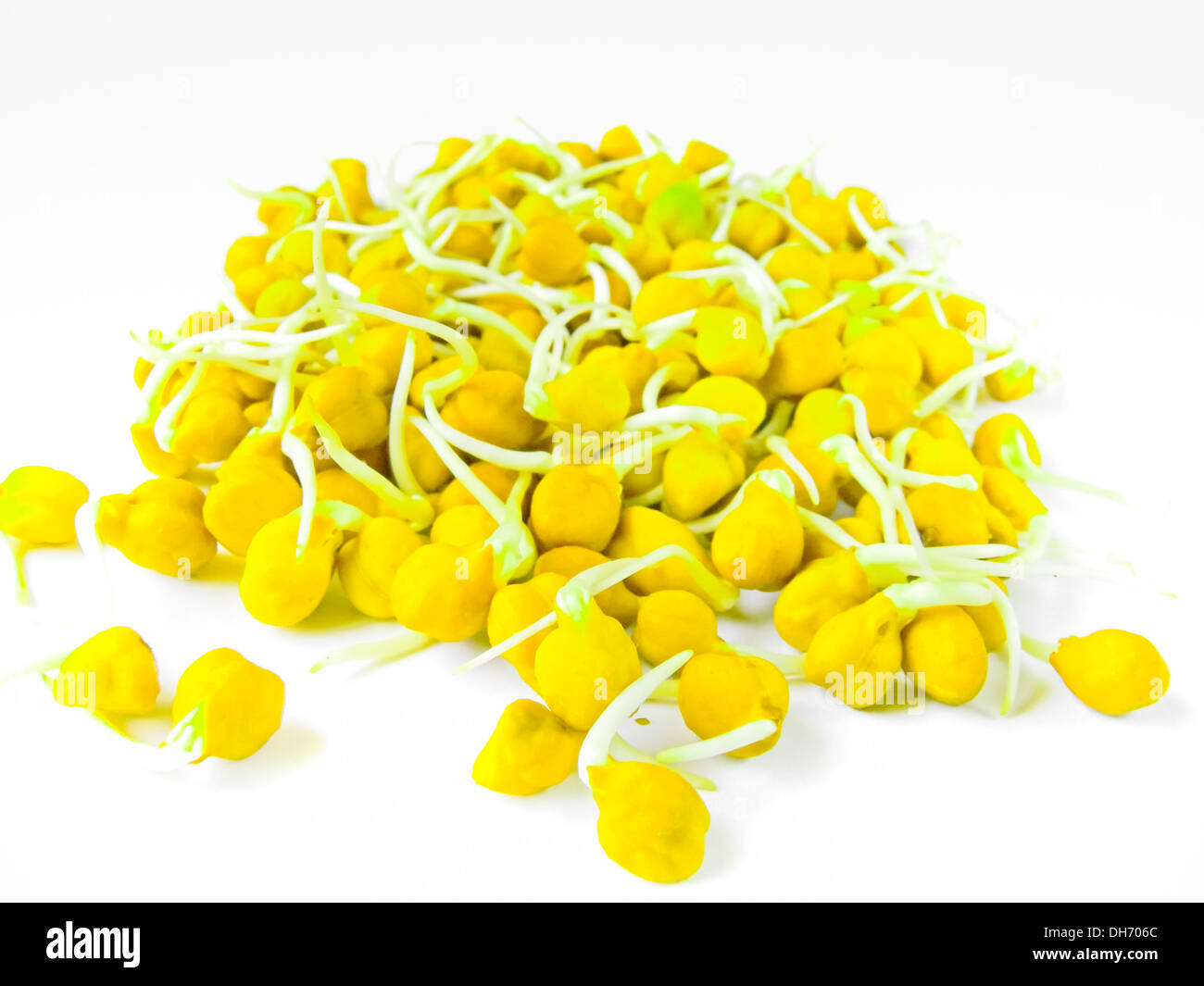 Sprouted Cicer Arietinum Stock Photo