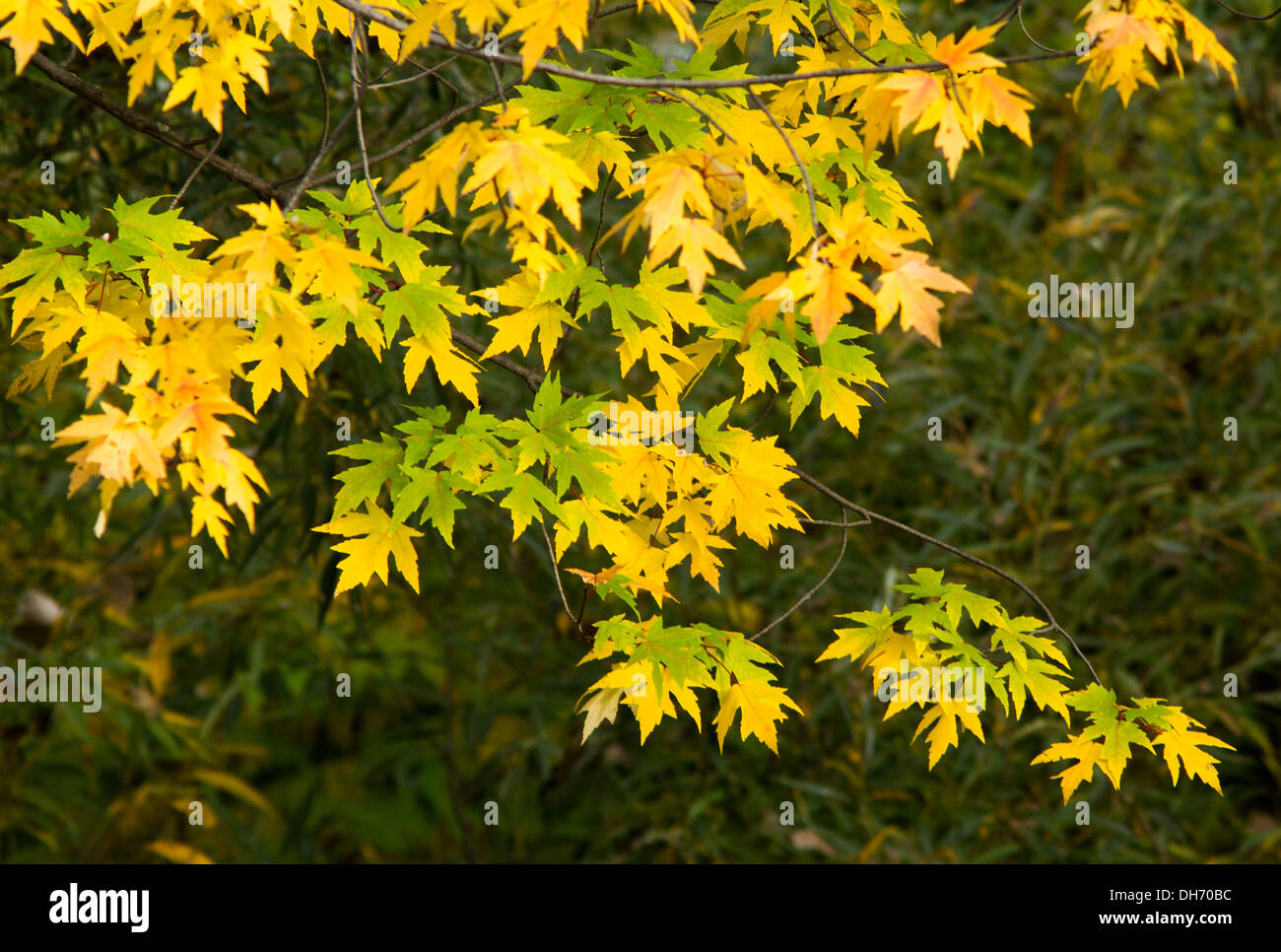Colorful maple hi-res stock photography and images - Alamy