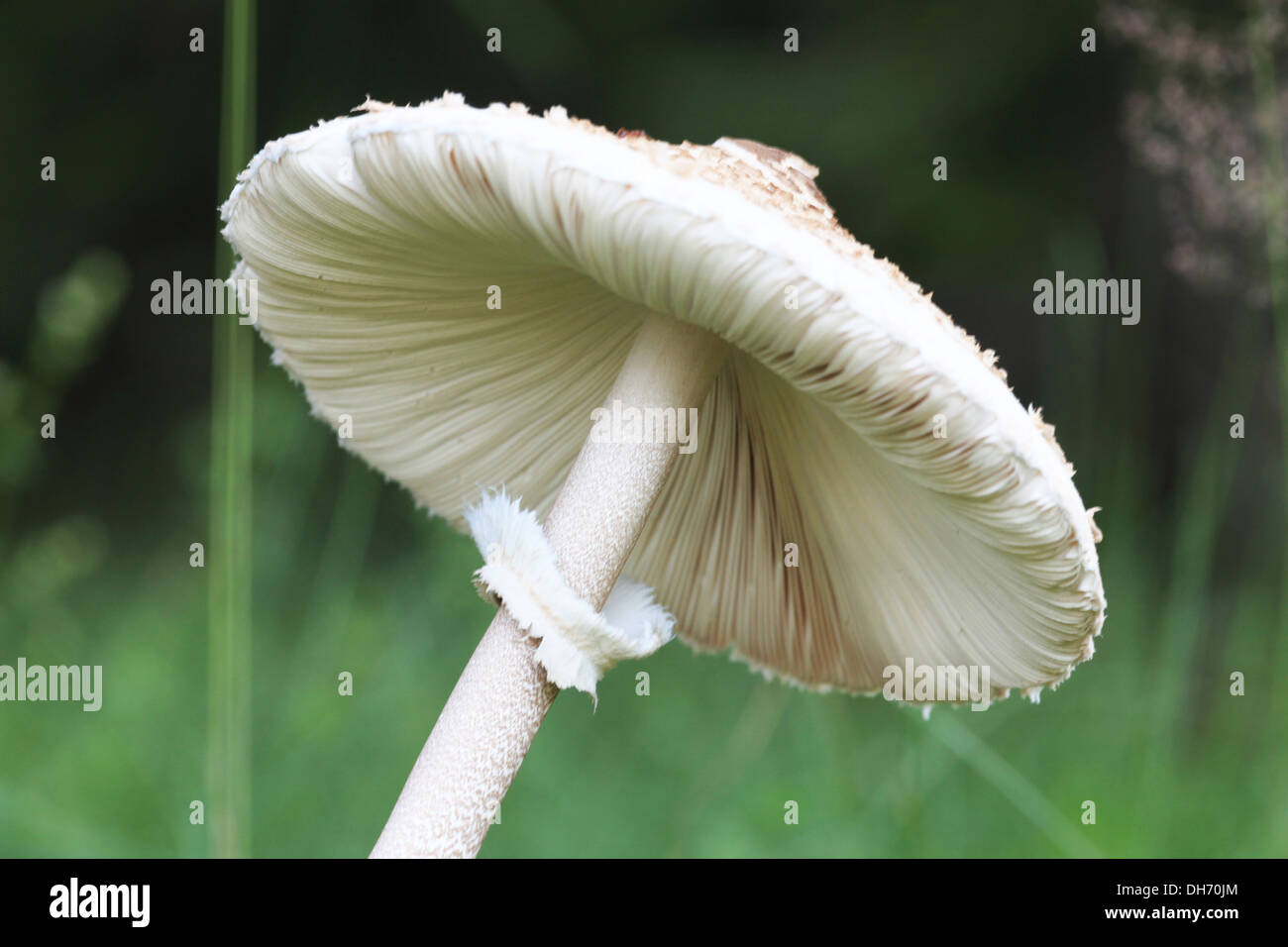 macro picture of mushroom in the forest Stock Photo