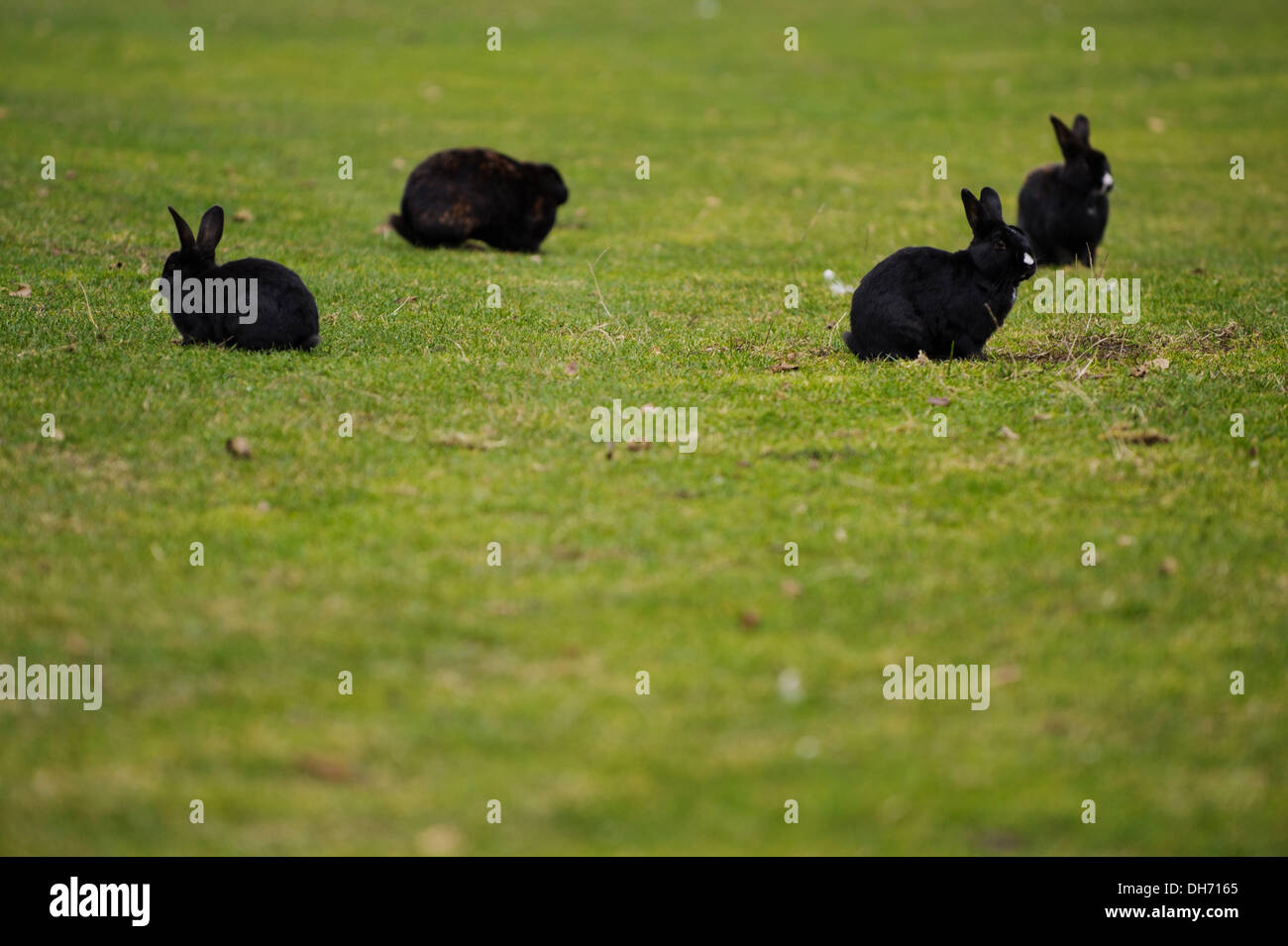 Easter bunny on easter meadow with daffodils hi-res stock photography ...